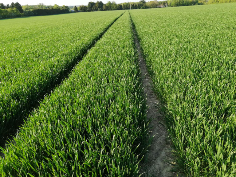 6th Wheat drilled Nov 5th 2019 6th Wheat drilled by Triton Seed Drill Nov 5th 2019