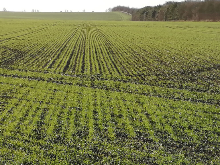 Gravity winter wheat showing row integrity from minimal disturbance Gravity winter wheat showing row integrity from minimal disturbance