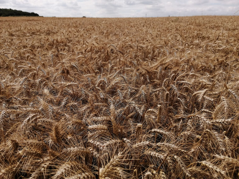 Skyfall 5th wheat direct drilled Nov 2020 Skyfall 5th wheat direct drilled Nov 2020