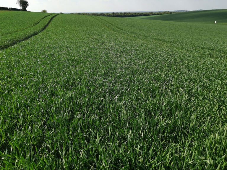 Triticale Triticale