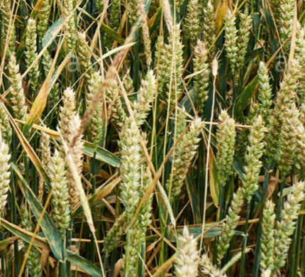 Black grass